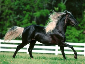 Joe Banjo, Rocky Mountain Horse